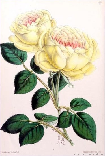 'Madame Margottin' rose photo