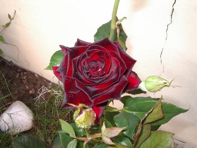 'Black Baccara ™' rose photo