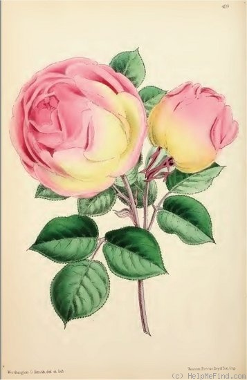 'Marie Sisley' rose photo