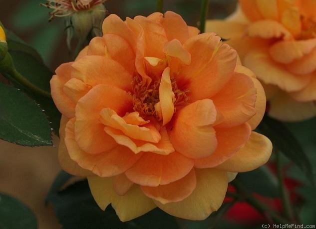 'Persian Peach' rose photo