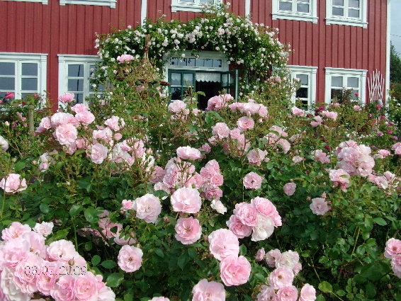'Hilde Gunns garden Vanse'  photo