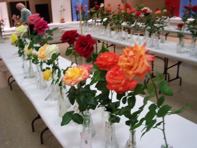 'Birmingham Rose Society'  photo
