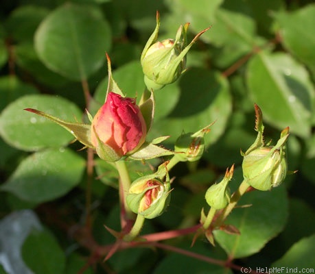 'Gruss an Aachen (Hybrid Tea, Hinner 1909)' rose, click to enlarge 'Gruss an Aachen (Hybrid Tea, Hinner 1909)' rose photo