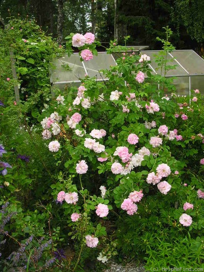 'Amélia (alba, Vibert, 1823)' rose, click to enlarge 'Amélia (alba, Vibert, 1823)' rose photo