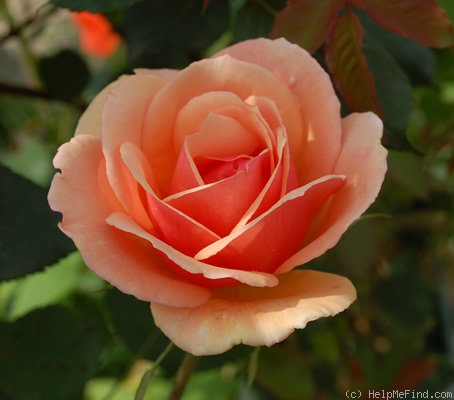 'Gruss an Coburg, Cl.' rose photo