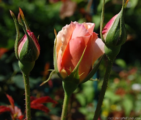 'Gruss an Coburg, Cl.' rose photo