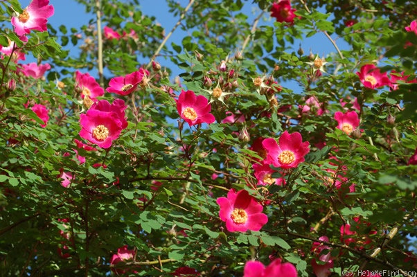'Highdownensis' rose photo