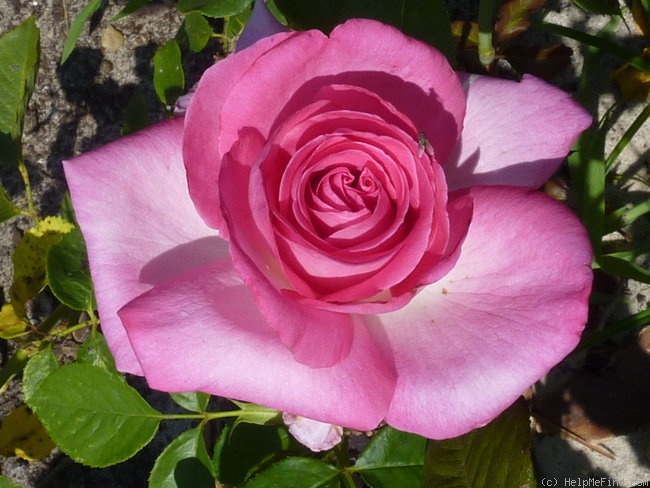'Lady Like (hybrid tea, Tantau, 1989)' rose photo