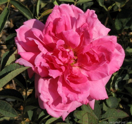 'Lady Wenlock' rose photo
