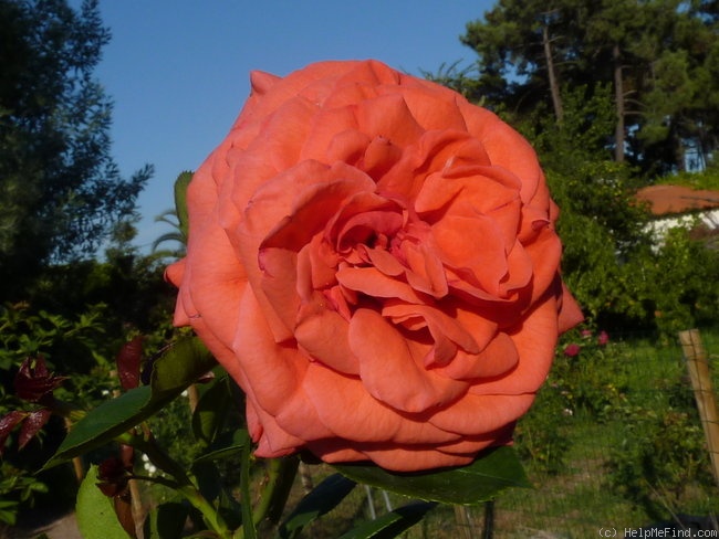 'Maintower' rose photo