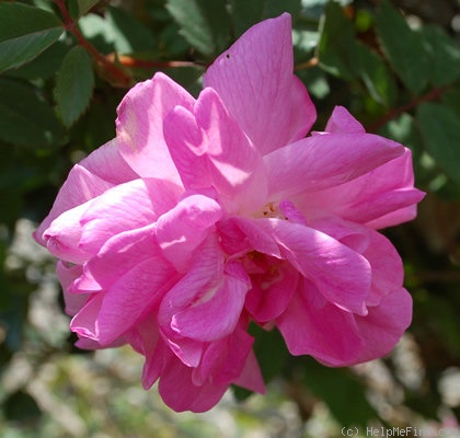 'Inermis Morletii' rose photo