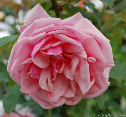 'Irène Bonnet' rose photo
