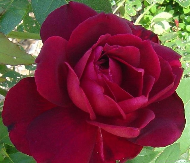 'Mister Lincoln' rose photo