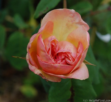 'Isabelle Nabonnand' rose photo