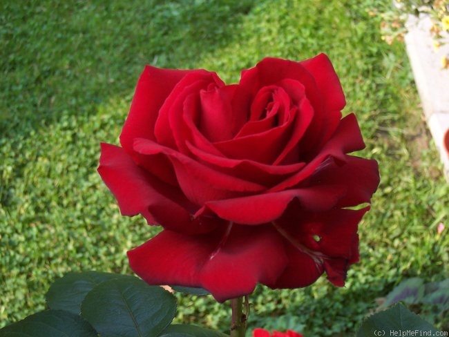 'Opa Pötschke' rose photo