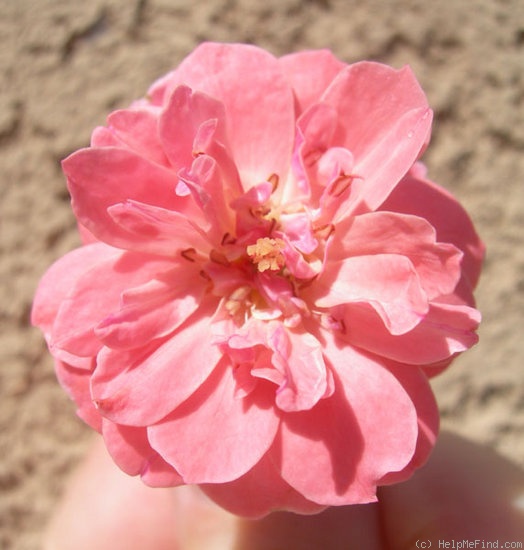 'VAHXJOLB3' rose photo