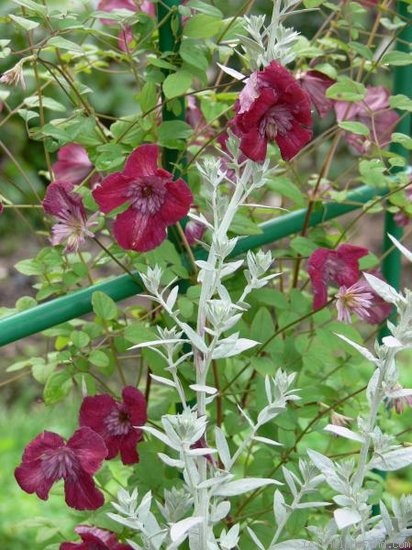 'Avant-Garde' clematis photo