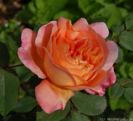 'Lady Emma Hamilton' rose photo