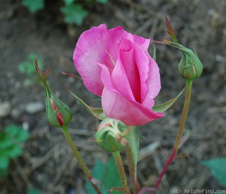 'Lady Rachel Verney' rose photo