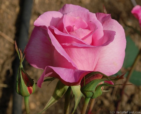 'Lady Rachel Verney' rose photo