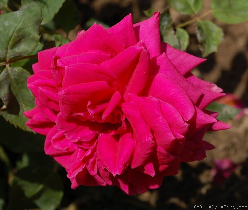 'Margherita Croze' rose photo