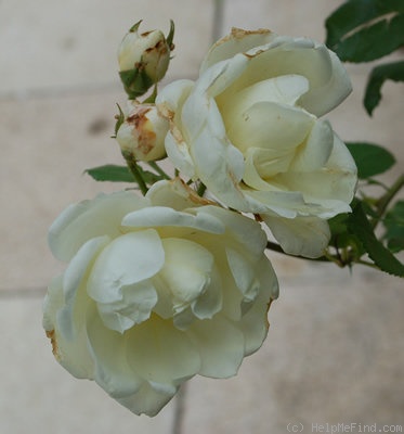 'Maria Leonida' rose photo
