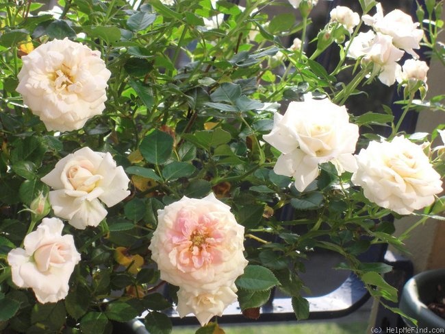 'Lady Meillandina' rose photo