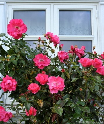 'Romanze ® (shrub, Tantau, 1984)' rose photo