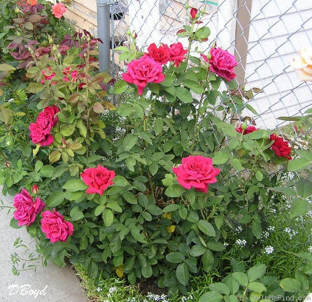 'Chrysler Imperial (Hybrid Tea, Lammerts, 1952)' rose photo