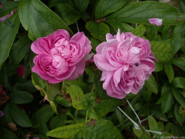 'Joasine Hanet (Damask Perp., Vibert, 1846)' rose photo