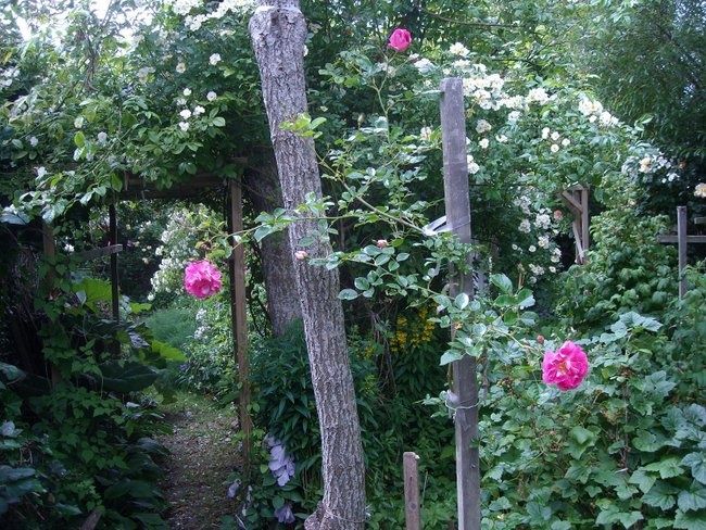 'Arvids garden, Lista' , click to enlarge 'Arvids garden, Lista'  photo