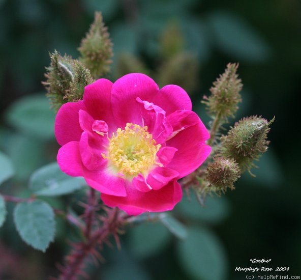 'Goethe (Moss, Lambert, 1911)' rose photo