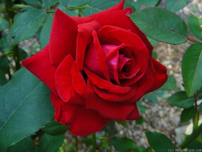 'Pride of England' rose photo