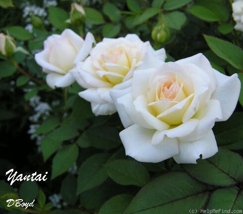 'Yantai' rose photo