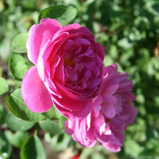 'Mary Rose ®' rose, click to enlarge 'Mary Rose ®' rose photo