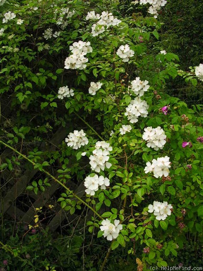 'R. mulliganii' rose photo