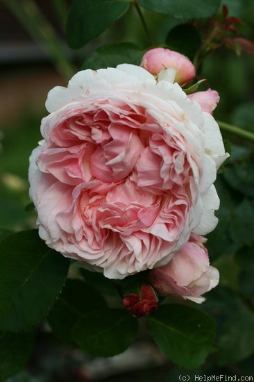 'St. Swithun ™' rose photo