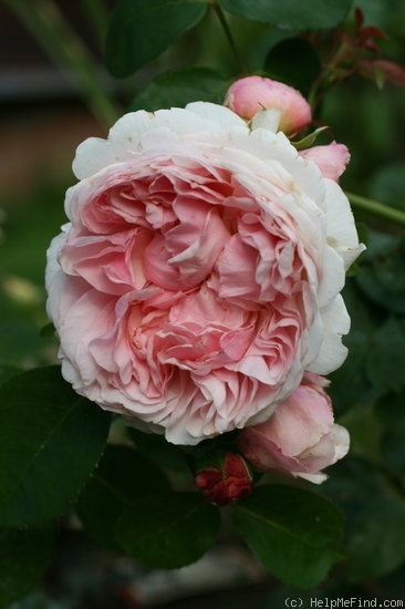 'St. Swithun ™' rose, click to enlarge 'St. Swithun ™' rose photo