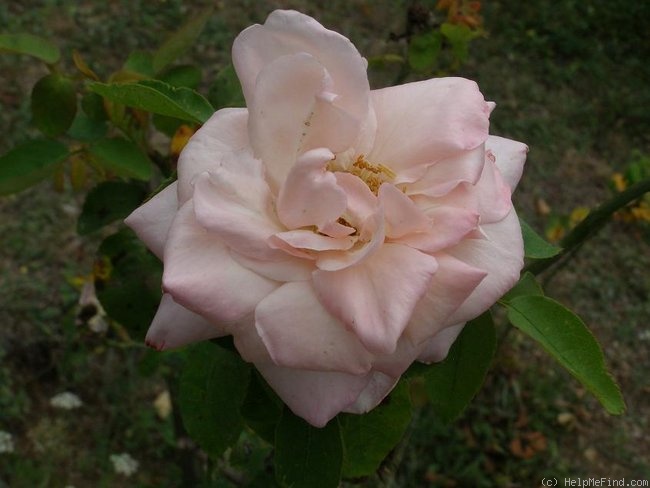 'Dr. Masaryk' rose photo