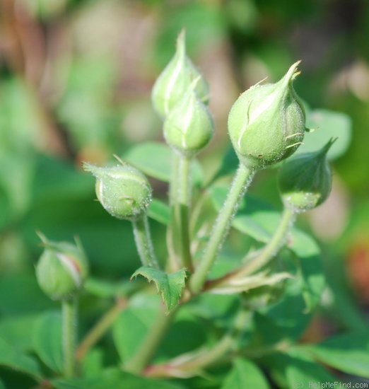 'Annie Laurie McDowell' rose photo