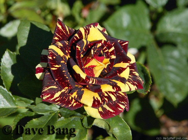 'Abracadabra (floribunda, Kordes, 2001)' rose photo
