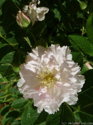 'Fimbriata (hybrid rugosa, Morlet, 1889)' rose photo