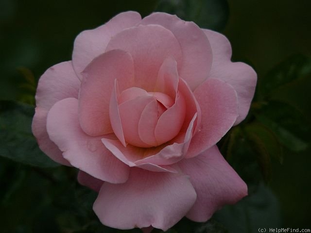'The Dainty Bride' rose photo