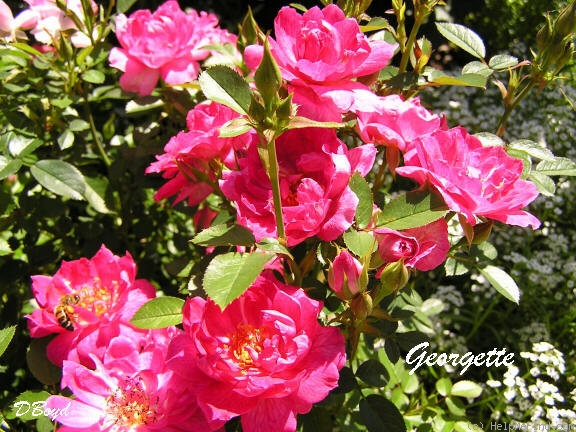 'Georgette (miniature, Bennett, 1981)' rose photo