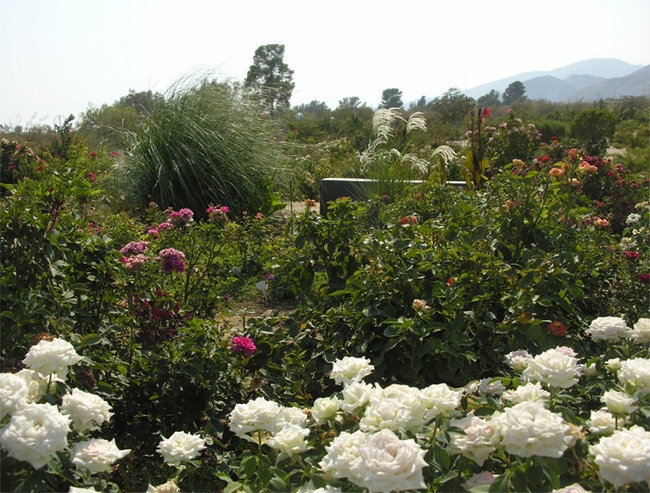 'Cliff's High Desert Garden Archival Dec, 2011 last updated 101812'  photo