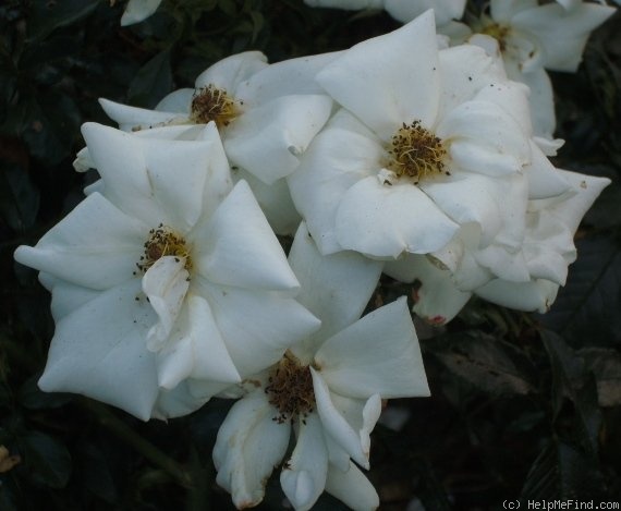 'White Haze ®' rose photo