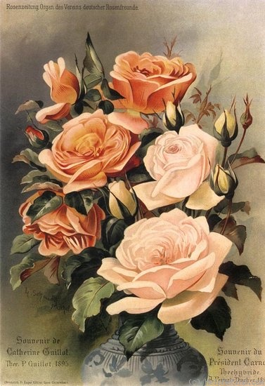 'Souvenir du Président Carnot' rose photo