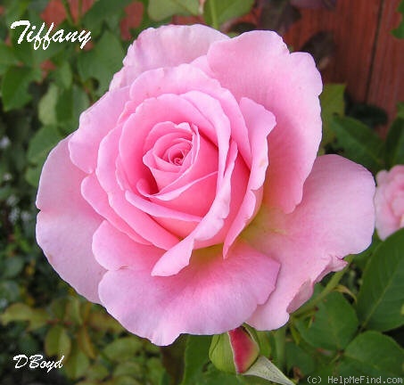 'Tiffany (hybrid tea, Lindquist, 1953)' rose photo