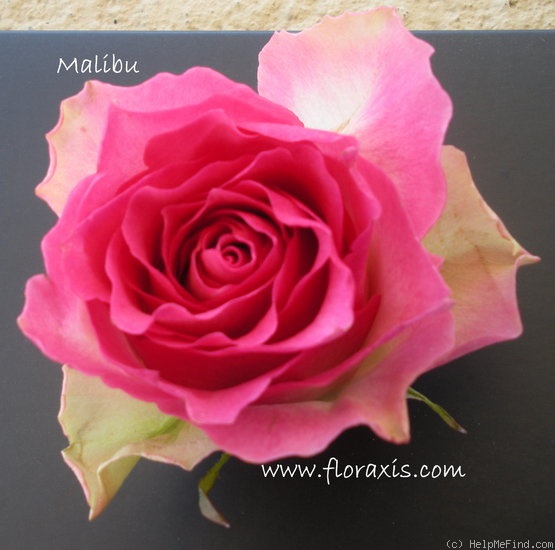 'Malibu® (Interplant HT)' rose photo