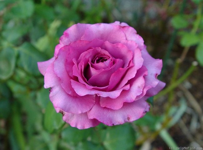 'Superstition' rose photo